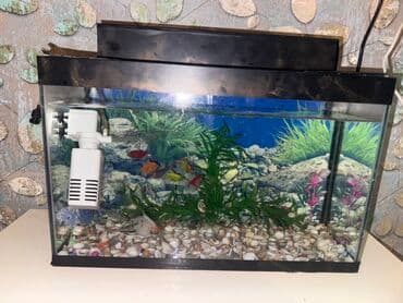 купить аквариум в баку: Akvaryum komplekti - Şüşə akvarium: təqribi orta ölçü (düzbucaqlı — 1