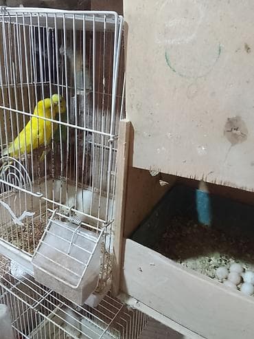xacmaz heyvan bazari: Qəfəs və şəkil görünənlərlə birgə satılır hazır cüt altında 5 — 2