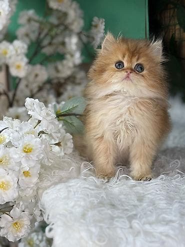 ari ailesi satilir: Erkək, Dişi, Yaxşı əllərə, Ödənişli çatdırılma, Rayonlara çatdırılma, Ünvandan götürmə — 4