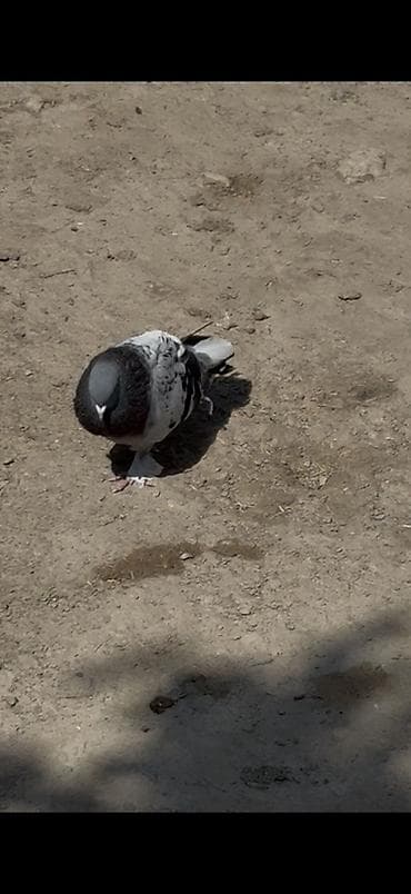 heyvan alqi satqisi: Qizgin Takla erkey satilir ciddi alıcılar yazsın — 2