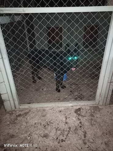 setteri it cinsinin digər adı: Qara rəngli it – iri ölçülü, dik qulaqlı, möhkəm skeletli. Hal-hazırda — 2