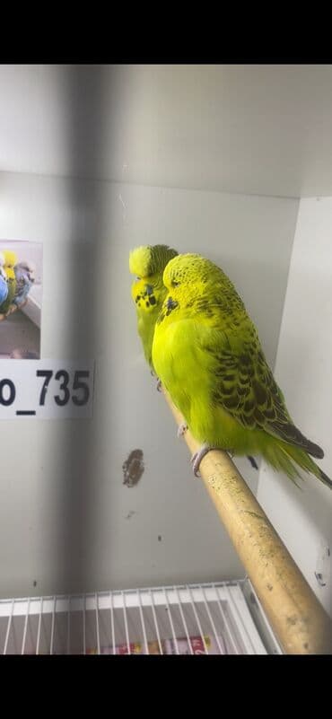 dekorativ quşlar: Jumbo erkek 8 ayliq hazir qusdu — 2