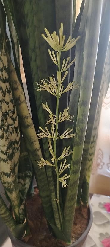 gulleri: Satılır 🌿 Sansevieria (Qayınana dili) dibçək gülü satılır. Ev və ofis — 3
