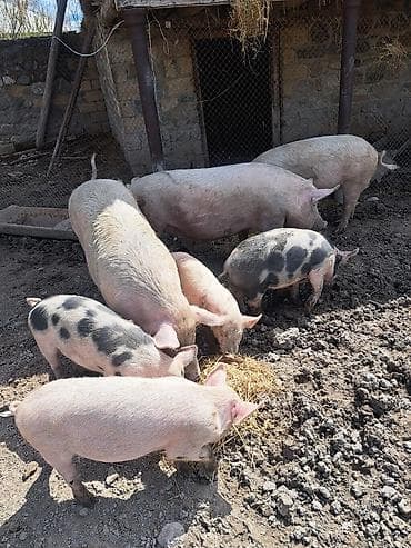 Məhsul: Donuzlar (böyüklər və balalar) Təsvir: - Şəkillərdə