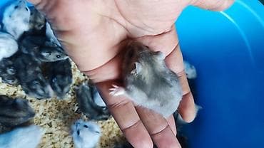 it balaca: Dwarf hamster balaları – müxtəlif rənglər - Növ: cırtdan — 7