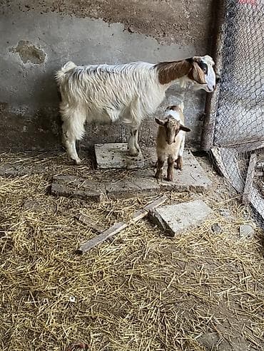 helep: Ana bala heleb balasi erkeydi — 2