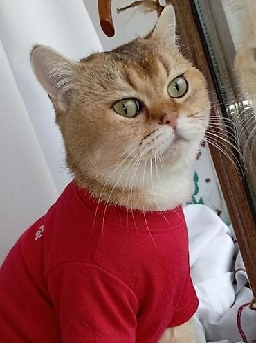 шотландская серебристая шиншилла купить: Британская — 6