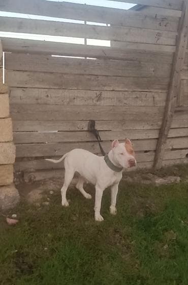 Pitbul, 2 ay, Dişi, Peyvəndli, Ünvandan götürmə