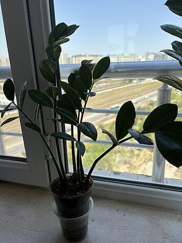 yaz gülləri: Zamioculcas zamiifolia (ZZ plant) – dekorativ otaq bitkisi - Parlaq — 9