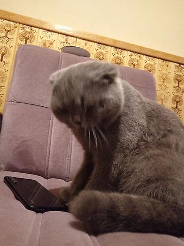 Heyvanlar üçün mallar: Şotland, Erkək, Pulsuz çatdırılma — 4