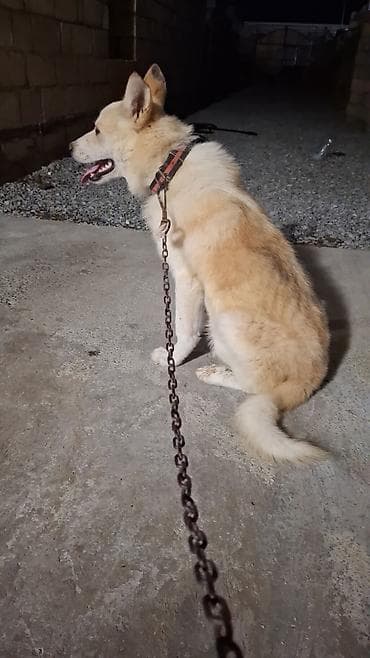 balaca it cinsi: Akita-inu, 7 ay, Erkek, Peyvəndli, Ödənişli çatdırılma — 2