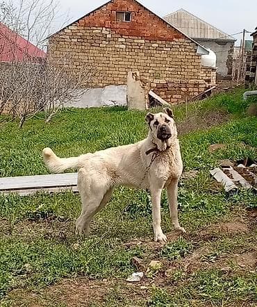 Kanqal, 2 il, Dişi, Ünvandan götürmə