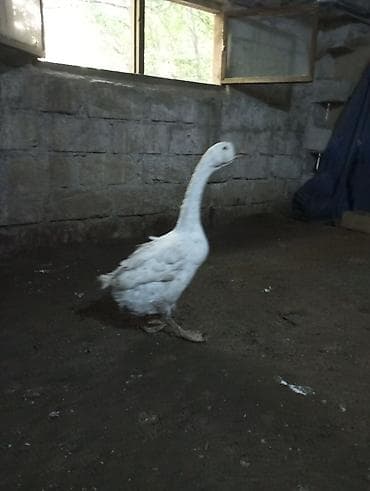 it tap az: Dişi, | Linda, Damazlıq, Ünvandan götürmə — 8