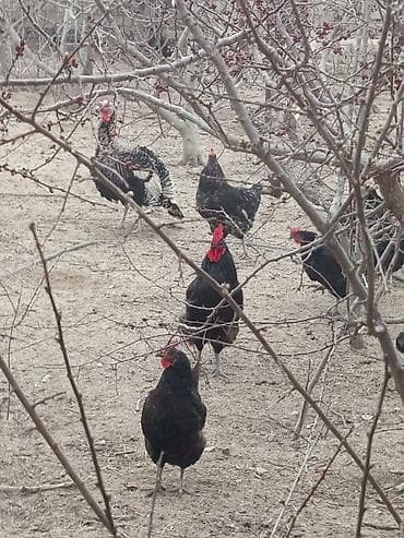 ari satişi: Toyuq, Damazlıq — 4