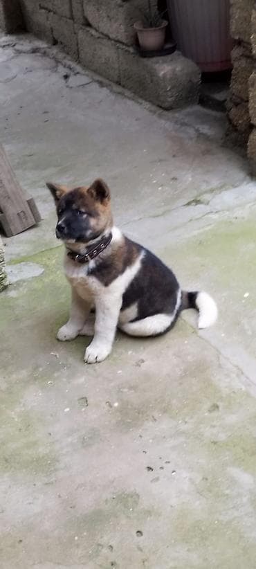 balaca it: Akita-inu, 4 ay, Dişi, Peyvəndli, Ödənişli çatdırılma — 4