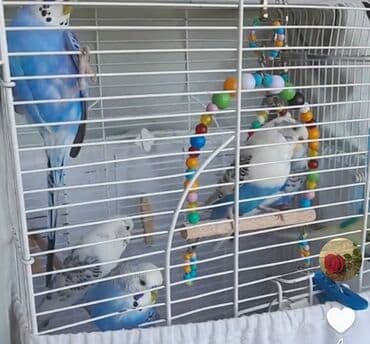 ördək ətinin qiyməti: 1 cütu satilir mavi erkey ağ ve mavinin qarișiģi olan dișidi .sağlam — 1