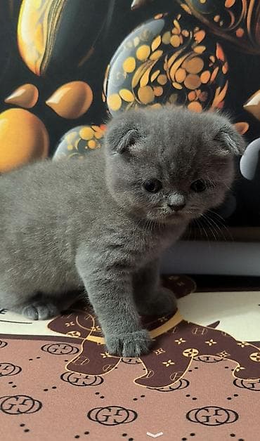 lelekli heyvanlar: Şotland yastı qulaq, Dişi — 4