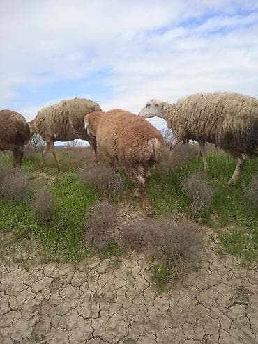 ag at satilir: Salam.3 baş erkək 3 dişi olmaqla 6 baş quzu satılır.diri çəkisi 10 — 4