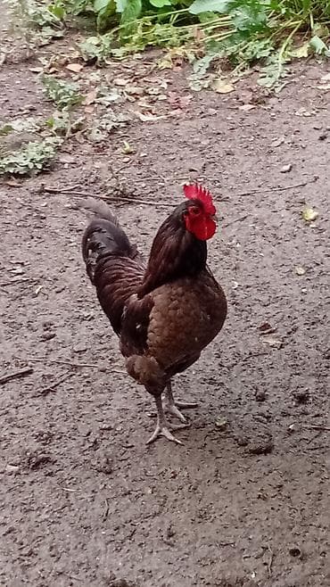 heyratı o şamo: Toyuq, Australorp, Damazlıq, Ünvandan götürmə — 5