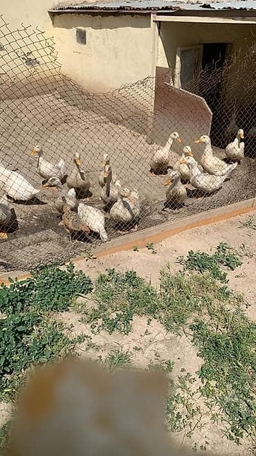 Животные: Ağ rəngli ördəklər – yumurta və ətlik istiqamət. - Cins tipi: ağ — 4