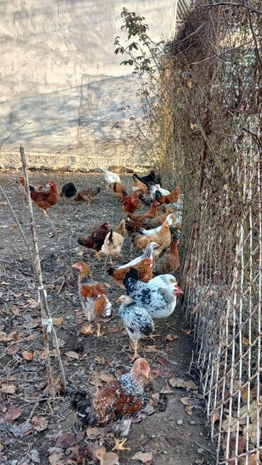 İtlər: Toyuqlar və xoruzlar satılır. Şəkillərdə iri və orta çəkili toyuq və — 10