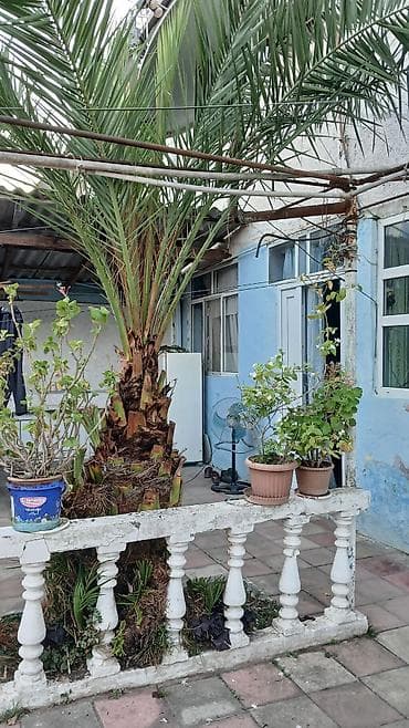 agac tingleri: Dekorativ xurma palmisi (Phoenix dactylifera tipli) - Hündürlüyü — 4