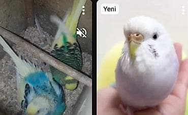 ALIRAM kimde varsa valsti aliram sisdirlis qimet olmsin