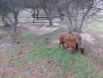 balasına süd vermeyen qoyun: Qoyunlar – yerli ətlik/südlük sürüdən - Növ: yerli qoyun (qəhvəyi — 6