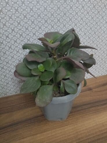 декор дерево: Dekorativ görünüşlü Kalanxoe bitkisi. Ev və ya ofis üçün əla seçimdir — 2