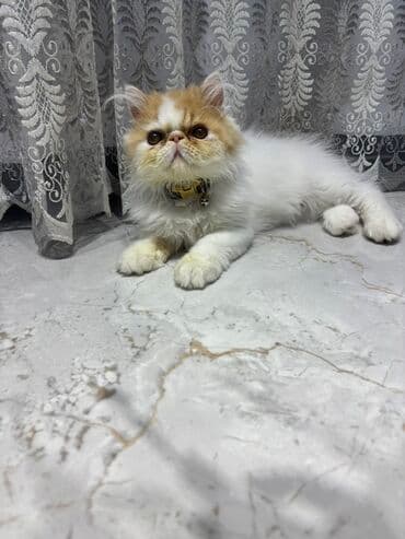 pers pişik: Fars — 3