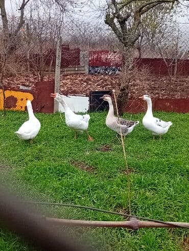 Gəmiricilər: Qazlar satılır – həm ətlik, həm də damazlıq məqsədlər üçün — 3