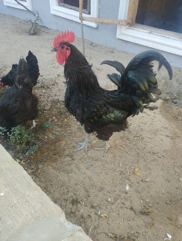 setteri it cinsi: Astralof xoruz 2 yaşı var tam sağlamdir təmiz cinsdir — 4