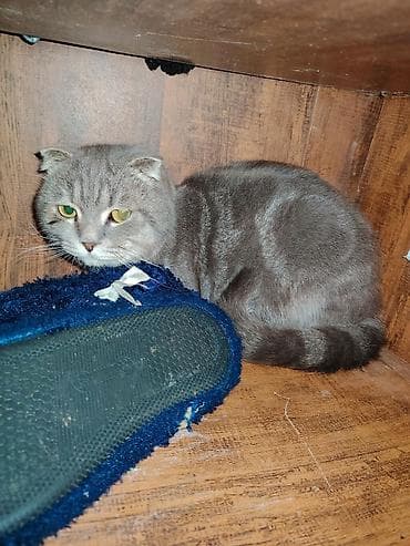 pisiklər: Britan yastı qulaq, Erkək, Yaxşı əllərə — 1