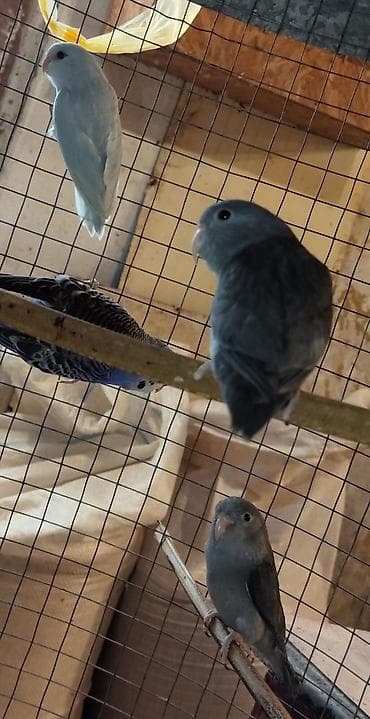 papuqay qefes: Folpus varabinniy papuqay dünyanın ən balaca tutu quşusu ən balaca — 7