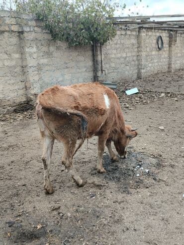 Inəklər, öküzlər: Birinci qarın duye Bogazdir 10gune doğacaq Qiyməti 1950manat ünvan — 2