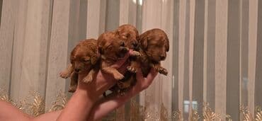 карликовый пудель: Пудель — 2