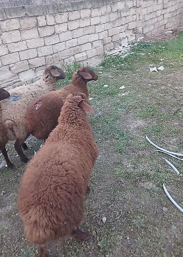 Куры: Quzudular 2 si erkəkdi biri dişi son asaqi yeri cüzi olar — 3