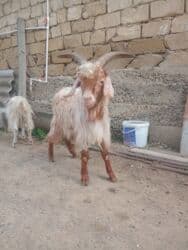 hələb keçisi haqqında məlumat: Dişi, Hələb, il: 3, Damazlıq — 9