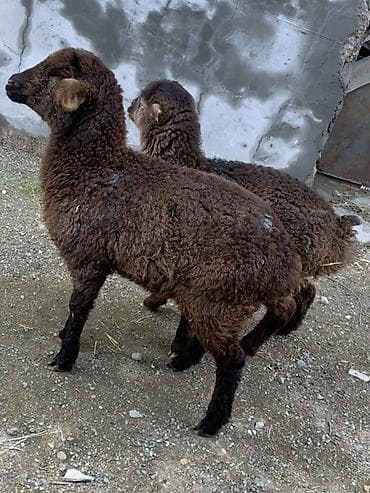 qaz şəkili: Məhsul: Qara rəngli balalıq quzular Təsvir: - Şəkillərdə gördüyünüz — 1