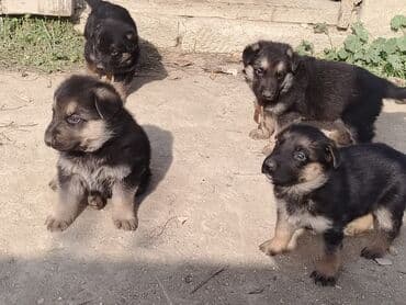 alman ovcarkası: Alman çoban iti — 1