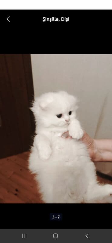 bala pişiylər: Britan, Yaxşı əllərə — 6