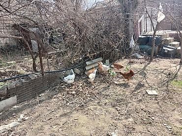 Pişiklər: Satılır: həyətyanı saxlanılan toyuqlar və quşçuluq avadanlığı — 7