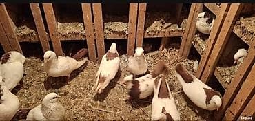 quş adları: Tecli satlir qimzi sari nislar riyal alclar buyursun optvoy satlir tek — 7