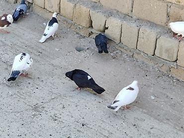 qaz ördək satışı: Salam aleykum tergitme quşlardi 40 olar içinde 5 6 saat ucanlar var — 9