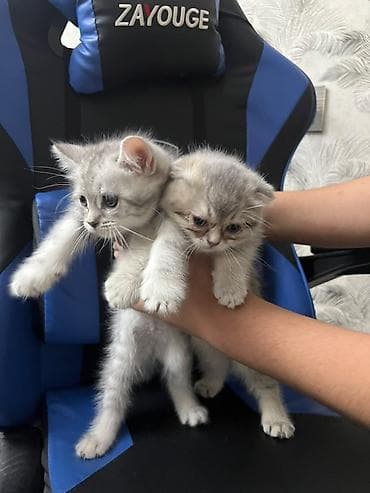 heyvan: Skottish Fold/Skottish Straight balaları - Cins: Scottish Fold — 8