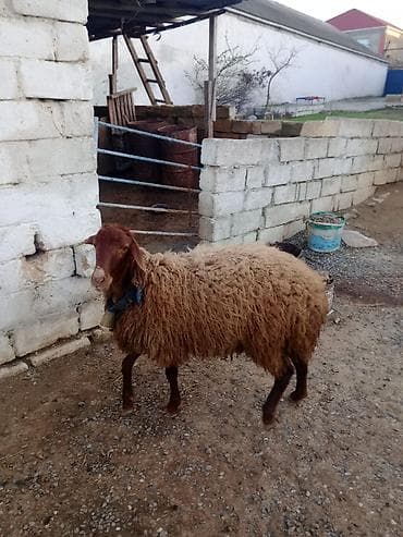 sotland pisiyi satilir: Erkək, Qala, il: 1, Damazlıq — 5