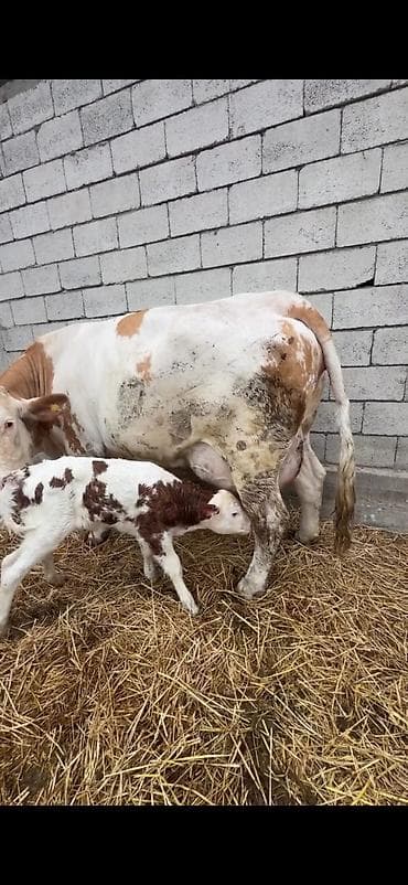 dana inək: Satılır: inək buzovu ilə birlikdə - Cins tipi: Simental tipli — 10