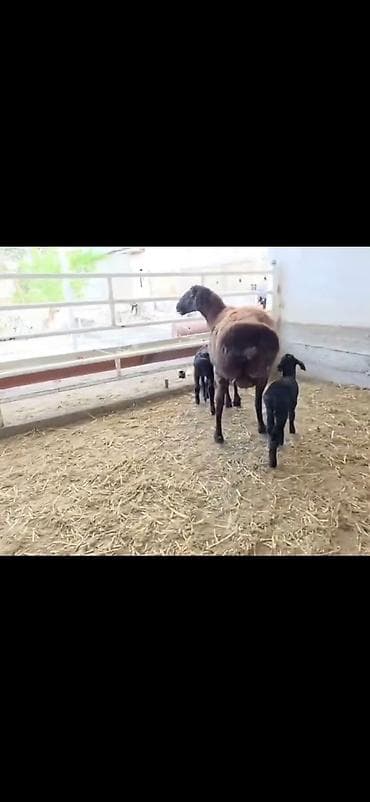 qusarda inek satilir: Qoyun və 2 quzu – ana ilə birlikdə - Cins: ehtimalən yerli — 9