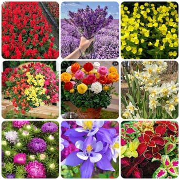qizil gul toxumu: Güll toxumlari ! Istədiyiniz güll toxumun satışı ! Güll toxumları — 2