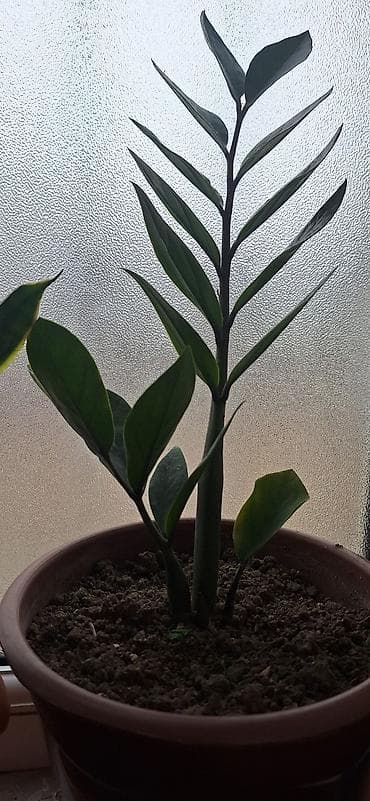 etirsah bitkisi: Zamioculcas zamiifolia (ZZ bitkisi) – otaq üçün dekorativ tropik — 6